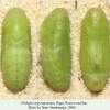 plebeius argyrognomon rostov pupa